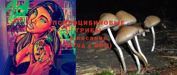 прущие грибы Заводоуковск